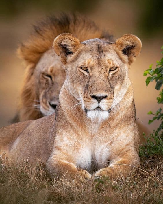 Maasai mara picture