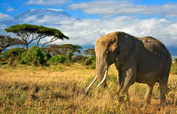 This is the amboseli tours