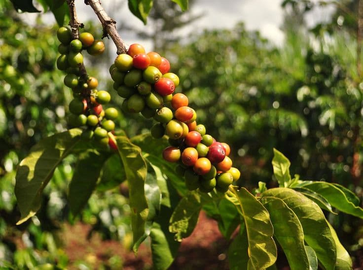 This is an agricultural picture