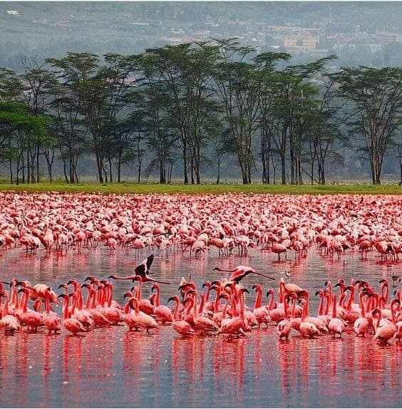 Kenyan Culture
