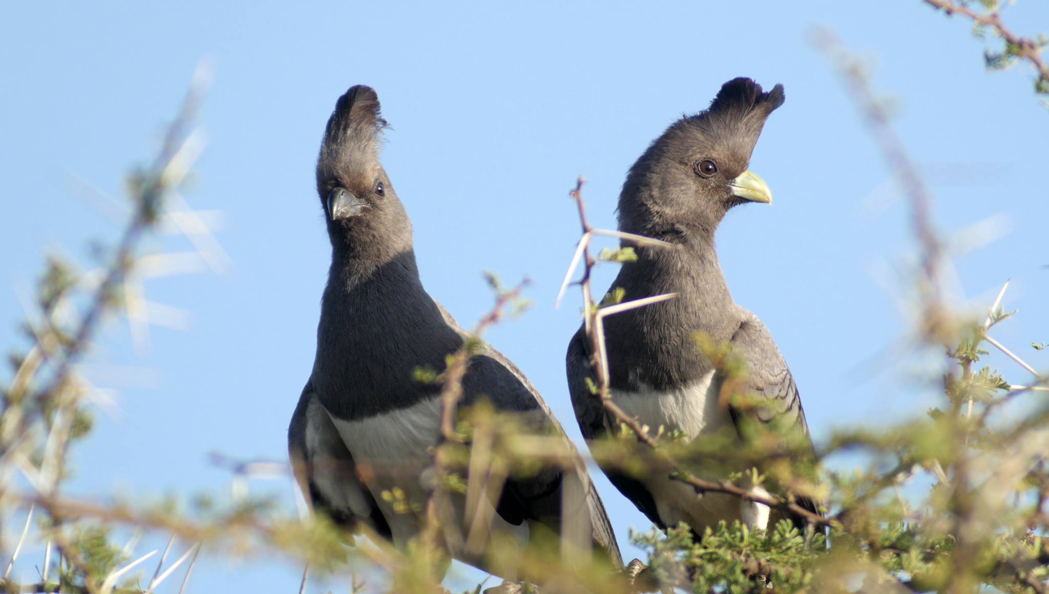 Maasai Mara landscape