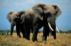 Elephant herd with Kilimanjaro