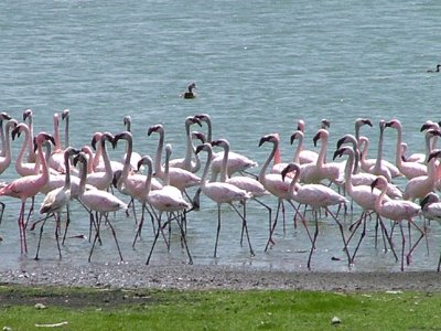 Lake Nakuru flamingos