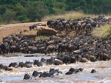 Maasai Mara game drive